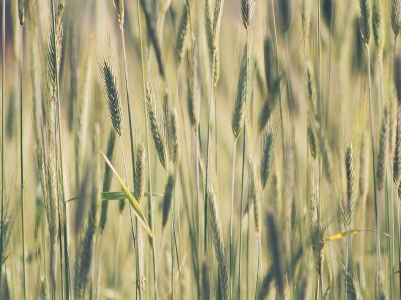 How to increase barley yields